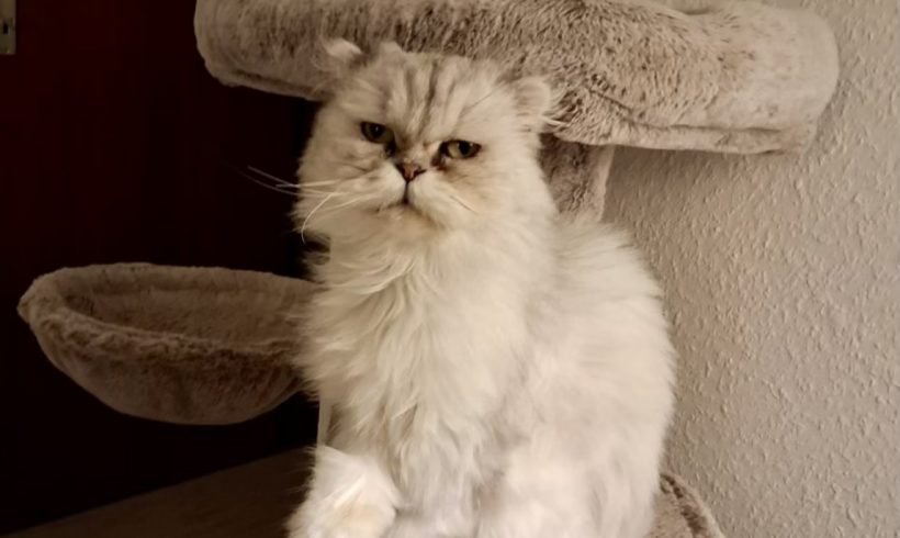 Süsslü