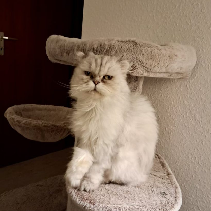 Süsslü