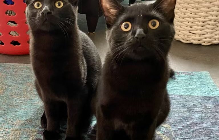Pancho & Sancho
