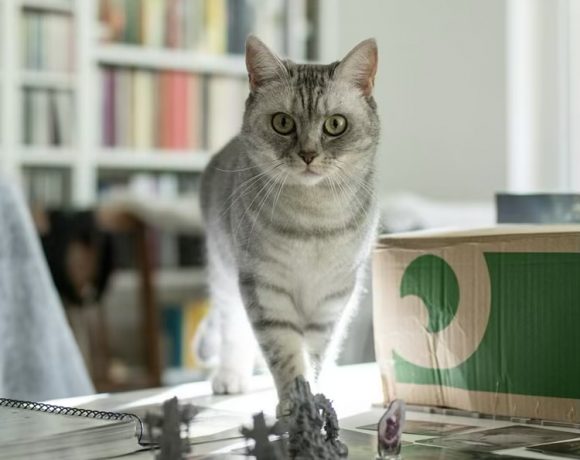Pamuk
