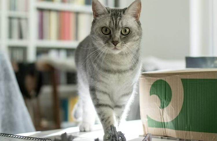 Pamuk