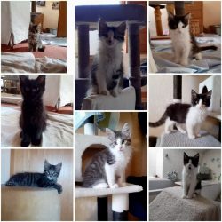 Kittenalarm