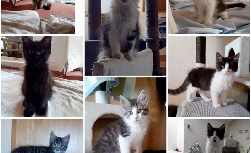 Kittenalarm Kittenalarm