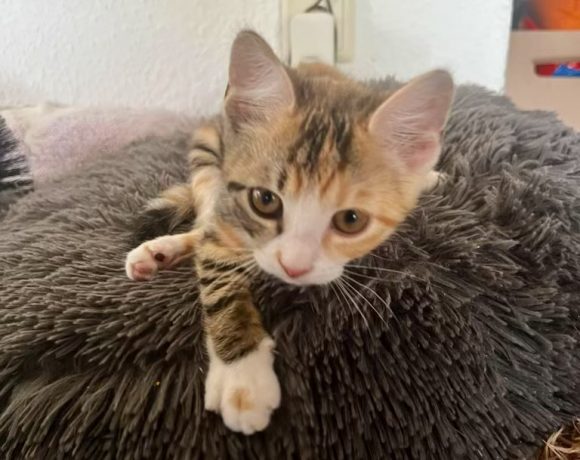 Kittenalarm Kittenalarm