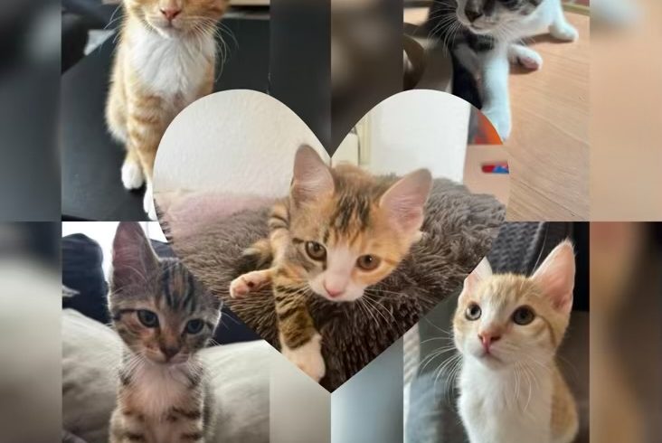 Kittenalarm