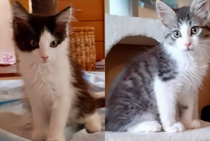 Abbigail & Merlin