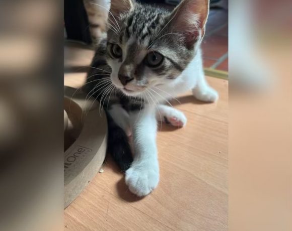Kittenalarm Kittenalarm