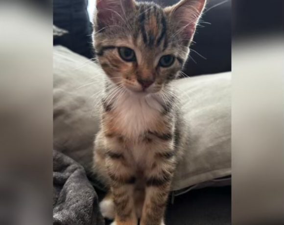 Kittenalarm Kittenalarm