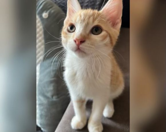 Kittenalarm Kittenalarm