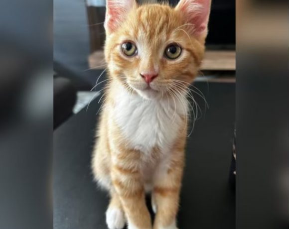 Kittenalarm Kittenalarm