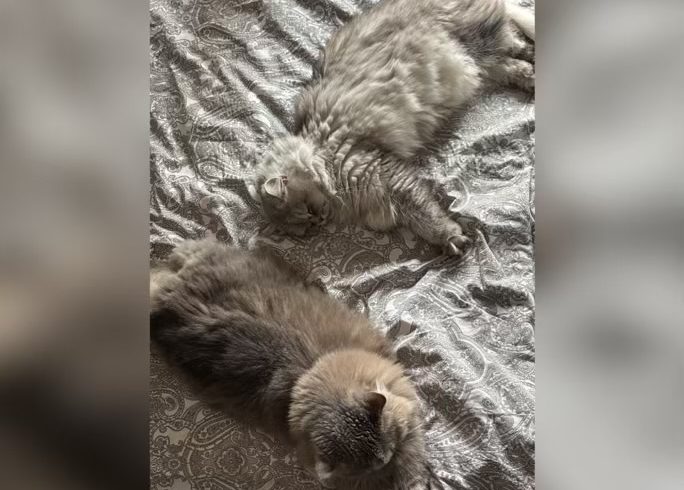 Pamuk & Yumos