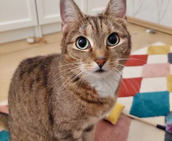Gisi