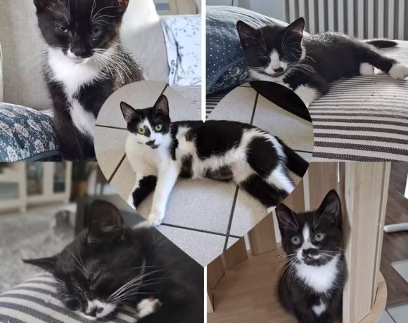 Honey und ihre Kitten