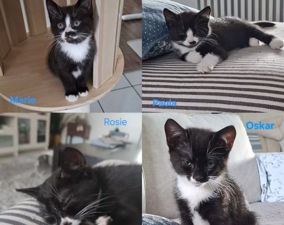Honey und ihre Kitten Honey und ihre Kitten