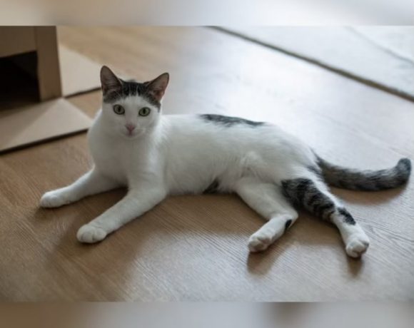 Evie & Fion Evie & Fion