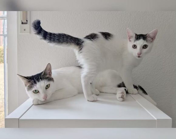 Evie & Fion