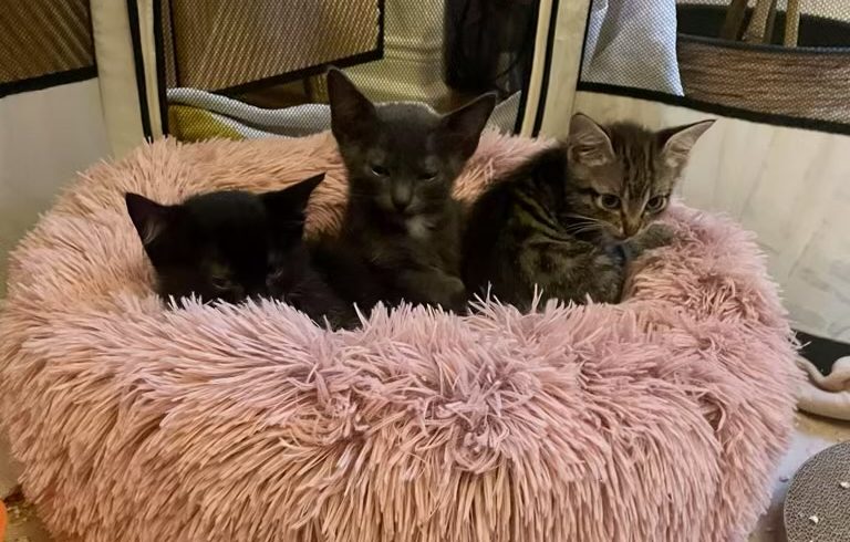 Kitten