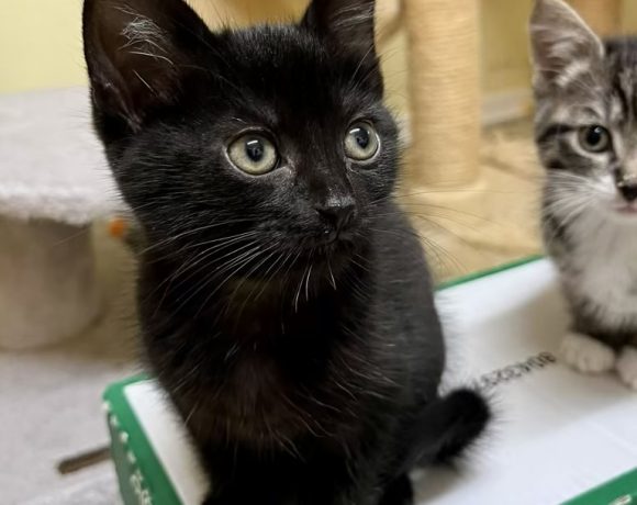 Zwei Kater (Dollys Kitten)