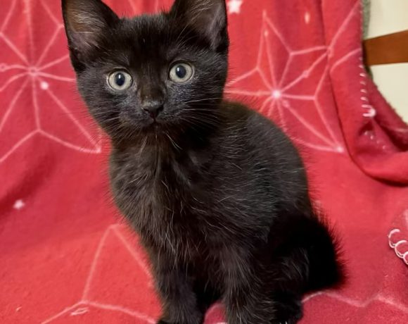 Zwei Kater (Dollys Kitten)
