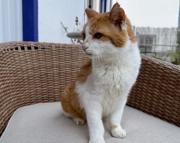 Manni (Maiki)