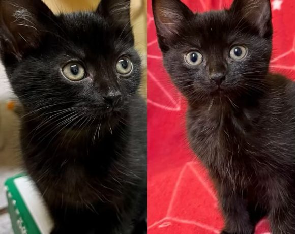 Zwei Kater (Dollys Kitten)