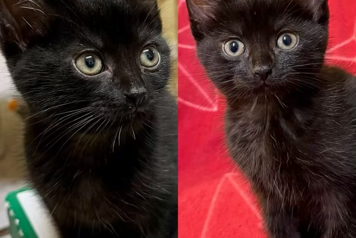 Zwei Kater (Dollys Kitten)