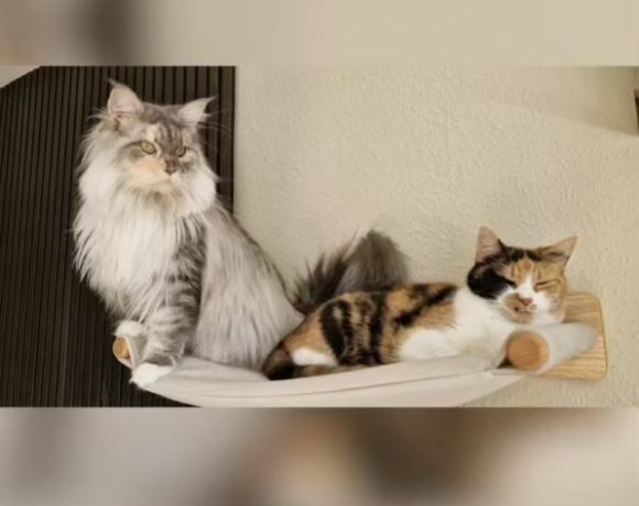 Bonnie & Luna