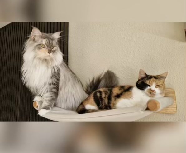 Bonnie & Luna