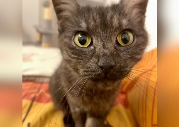Zuri